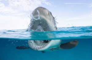 Shark Week in a Weekend on Discovery