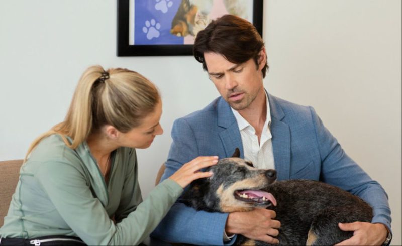 The dog lovers guide to dating on Hallmark
